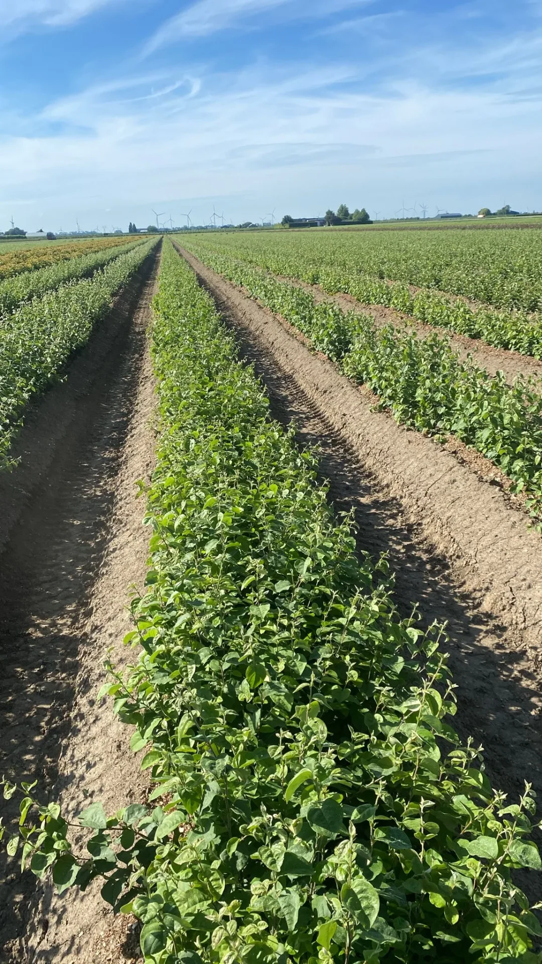 Onderstammen perenbomen — moerbed (Kwee Adams)