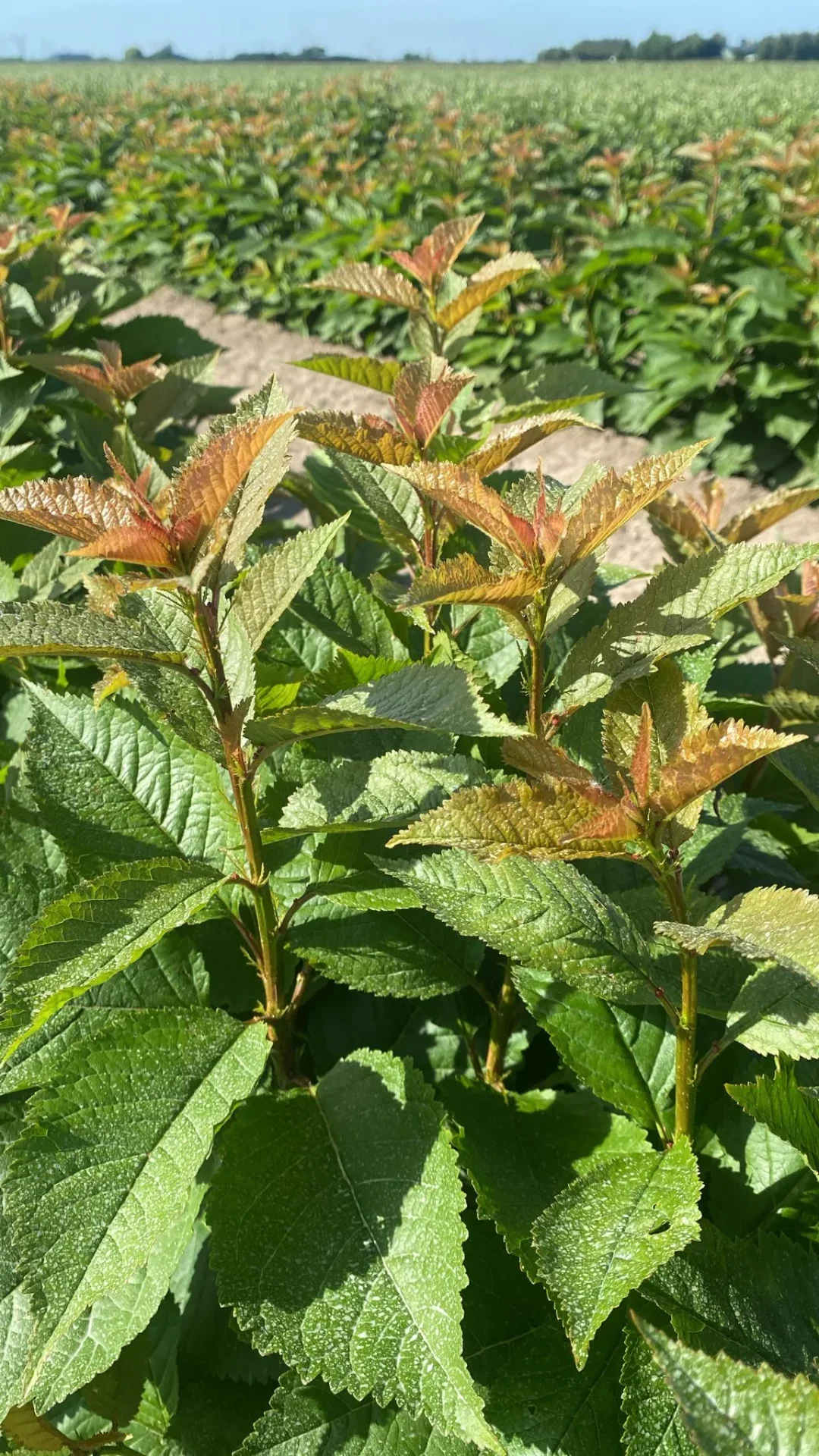Onderstammen kersen- en pruimenbomen — close-up (Prunus Colt)