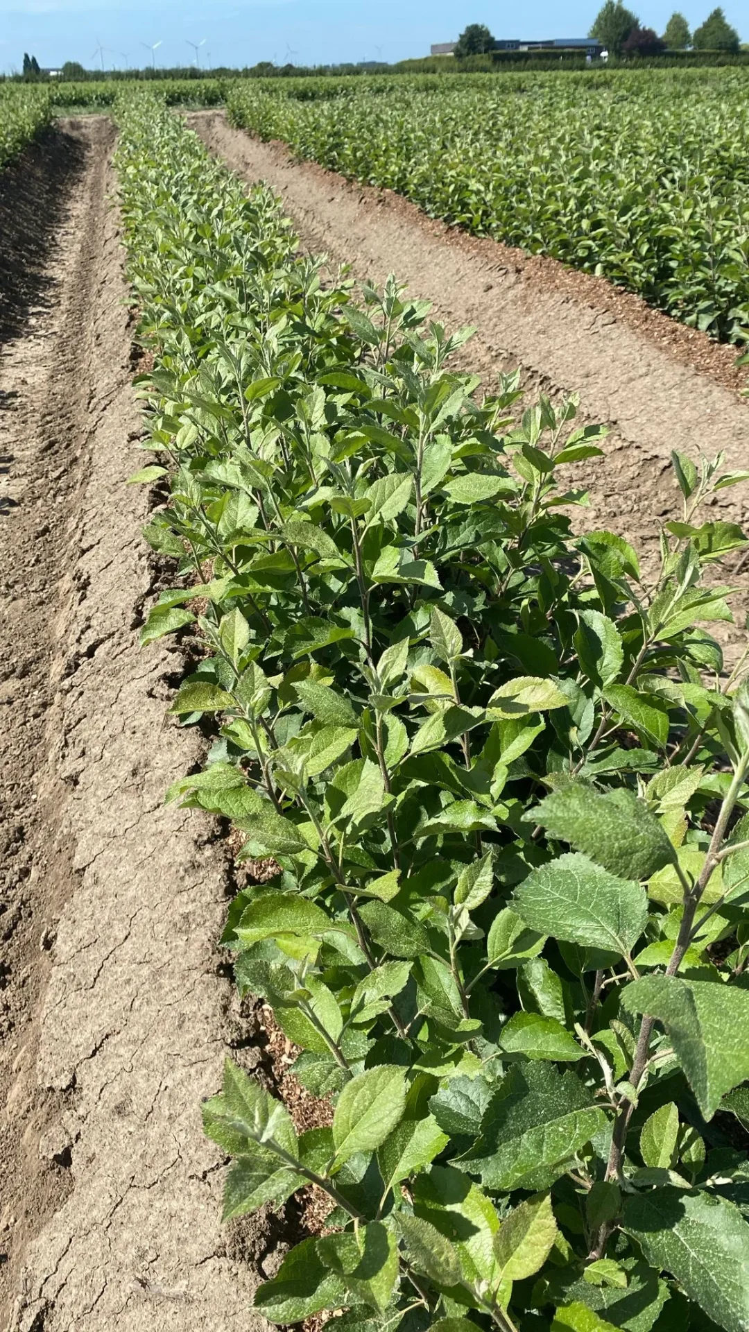 Onderstammen appelbomen — moerbed (M111)